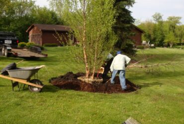 Planting & Removal